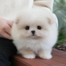 포항사랑실천의집 | 포항강아지분양 미유펫대구점 후기｜청결·건강·사후관리까지 완벽했던 분양처