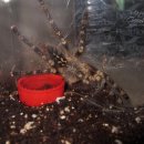 하이보리 이미지