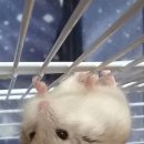 피그 네이버블로그