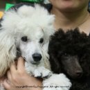 도로시 퍼피 이미지