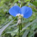 장모사랑 이미지