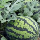 이석농장 이미지