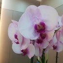 힐링스파중산 이미지