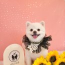 네임드 살롱 이미지