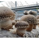 솔향이 진한 이미지