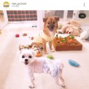 미소댕댕 이미지