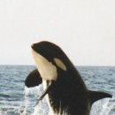 청도청정한우식당 이미지