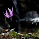 꽃에 반하다 이미지