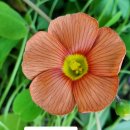 레이디 카 센타 이미지