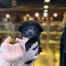 타이니켄넬 이미지