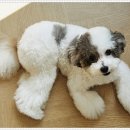 플랜멍 강아지분양 대구본점 이미지