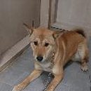 야사동339 이미지