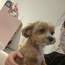 꽁꼼하개 네이버블로그