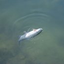 구만리낚시터 이미지