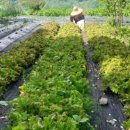 효림농장 이미지