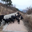 달뜨기흑염소목장 이미지