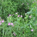 큰바늘꽃(이명 : 산바늘꽃). (멸종위기 야생생물 2급. 환경부) 이미지