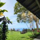 안순농장 | 하와이 빅아일랜드 코나커피 농장 KONA JOE coffee / Green well farm