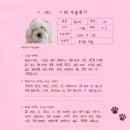 1252 | [#1252] 구름(양측 슬개골탈구 G3)의 수술후기