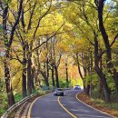 청주가로수길 이미지