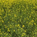 대저카서비스 이미지