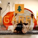 슈가파인