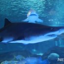 코엑스아쿠아리움 이미지