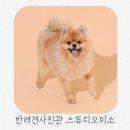 미소빵빵 | 반려견사진 평택 스튜디오미소 강아지 증명사진 찍고온 후기