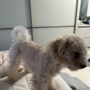 시오리펫살롱 이미지