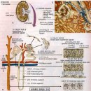 네프론의 구조 이미지