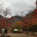 2024년 11월 03일 정읍 내장산(단풍산행)정기산행 입니다. 이미지