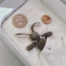 솔로몬세탁 | [임신ep8] 임신 37주차 일상 ☁️👶🏻🪽 임신후기3 • 겨울 만삭 임산부 기록 : 증상 , 일기.ᐟ