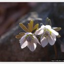 ♣4303번째 아침편지(변산 바람꽃 - 박용진님) 이미지