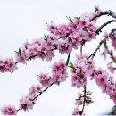 복사꽃 이미지