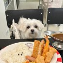 큐리애견 이미지