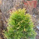 백삼농장 이미지