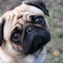 웰니스클리닉동물병원 이미지