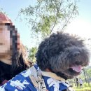 강아지옷 브랜드 뮤니쿤트 여름철 산책 진드기 해충방지 쿨조끼 애견의류 추천