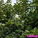 단감농장 이미지