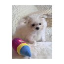 향기샵 | 관악강아지분양 독캣 방문 후기 – 향기부터 다른 프리미엄 분양샵 찾았다