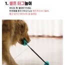 루이몽 | 시바이누 셀프 터그놀이, 리스펫 물당 간식 터그볼 내돈내산 후기