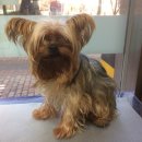 샤워앤독 이미지