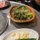 원조꼬리치는돼지 이미지