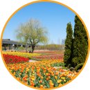 연꽃방죽체육공원 | 부산 화명생태공원 튤립단지 위치 개화상황 데이트코스 꽃구경 가볼만한곳