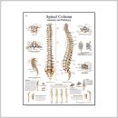 더미통상 이미지