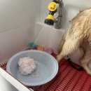 이번생은 댕댕이 | 서울 경기 대형견출장미용, 부드러운 골든리트리버의 비결,&lt;댕댕이의 품격&gt;