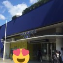 하이스테 최강의 팀 쇼니치 보러갔다 (마치네, 소와레 공연)