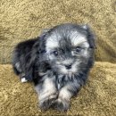 가온펫(안심분양센터) 이미지