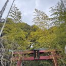 기노미 | 혼슈 지방 가장 큰 신목이 있는 곳 ‘키노미야신사(来宮神社)’ 후기