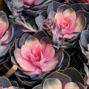 반려식물(홈가드닝) 이미지